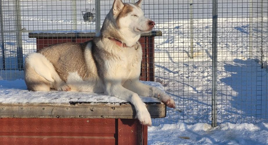 29 38 Lapland 19 29 38 Lapland 19